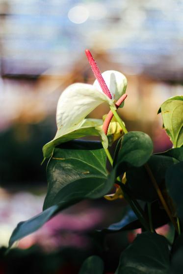 Anthuriums