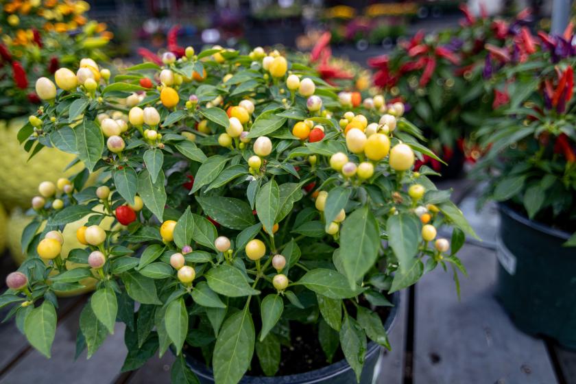 Ornamental Peppers