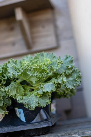 Ornamental Kale