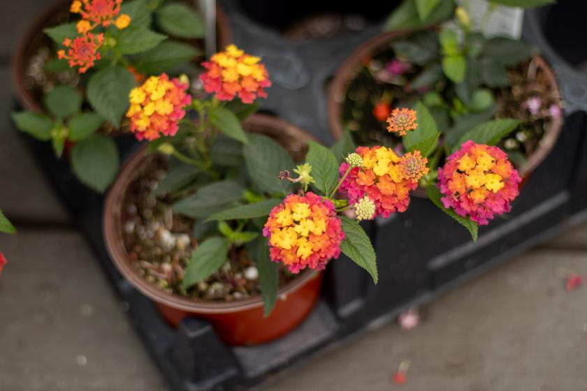 Lantana, McDonald Garden Center