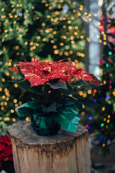 Poinsettia euphorbia pulcherrima Red Glitter