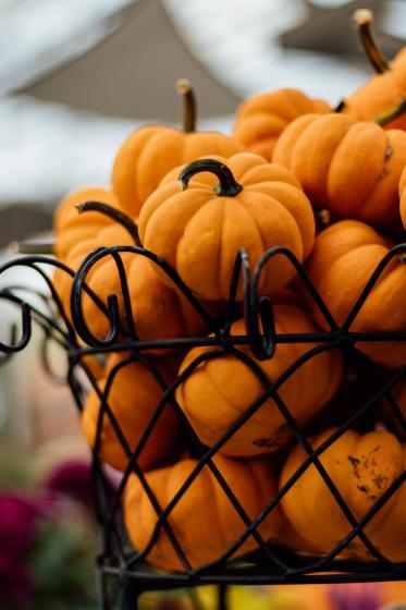 Mini Pumpkins