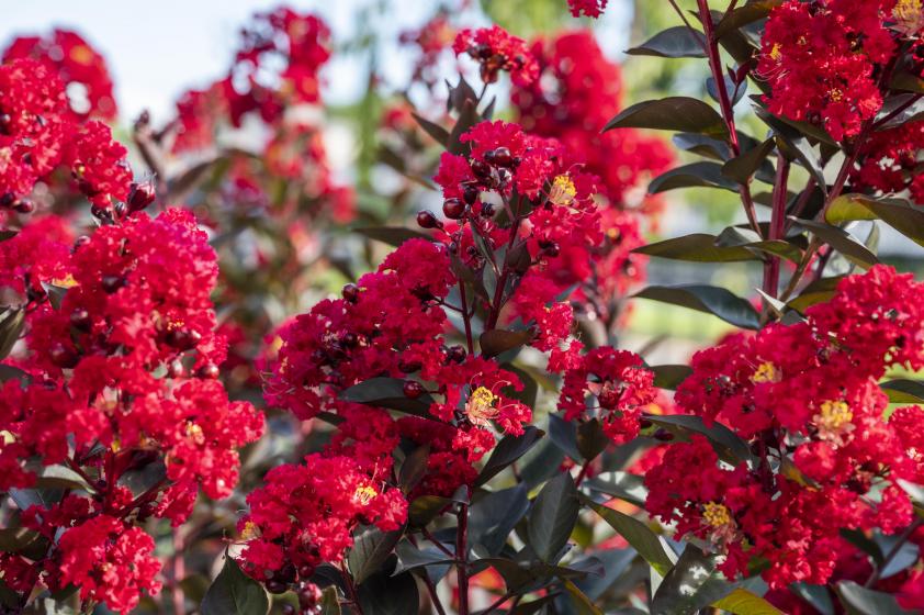 Double Dynamite Crepe Myrtle