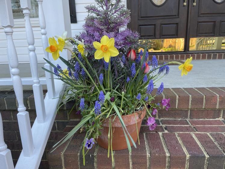 Bulb Container Blooming!, McDonald Garden Center