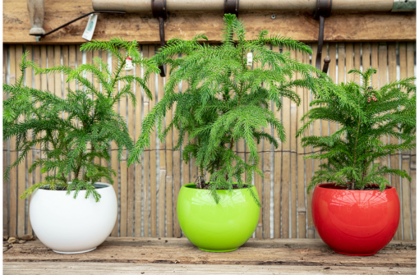 Holiday Houseplants, McDonald Garden Center 