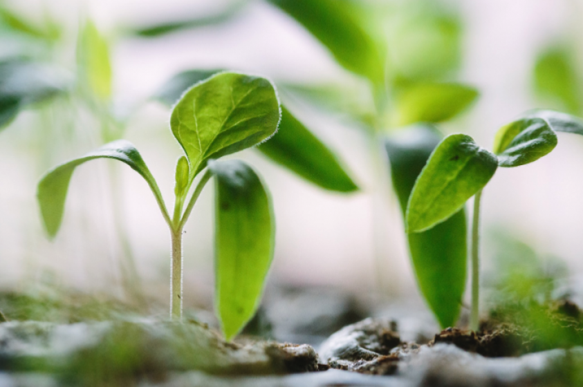 Seedlings