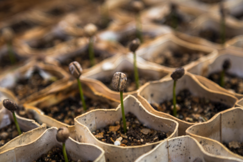 Seedlings