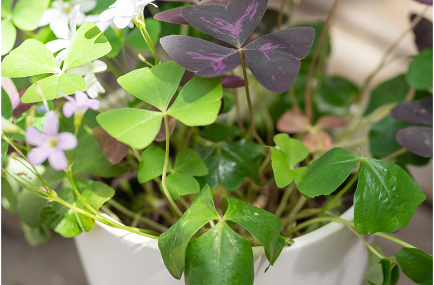 Shamrock, Oxalis