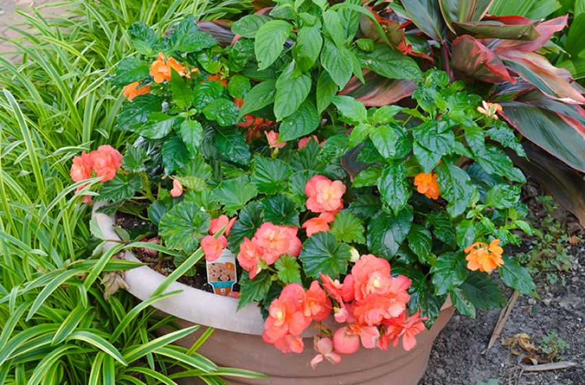 Container Gardening, McDonald Garden Center