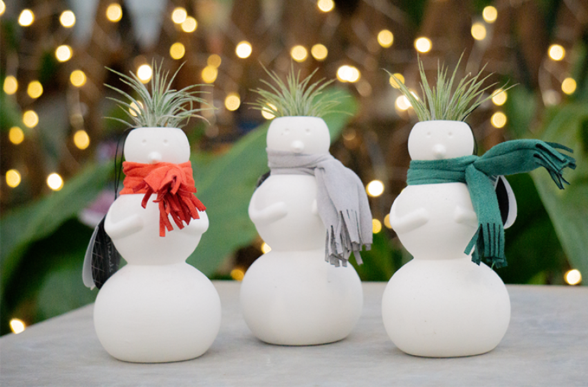 Holiday Houseplants, McDonald Garden Center 