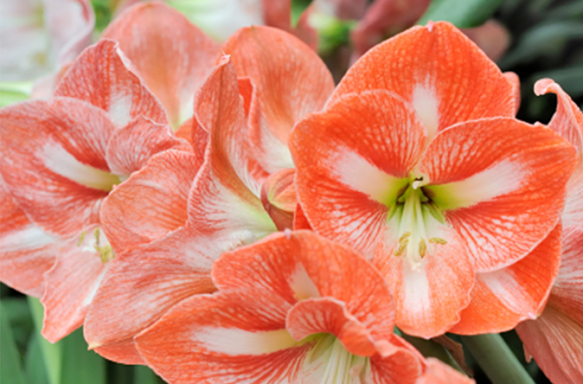 Holiday Houseplants, McDonald Garden Center 