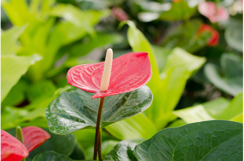 Houseplants, McDonald Garden Center