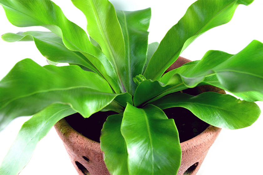 Bird’s Nest Fern (asplenium nidus)