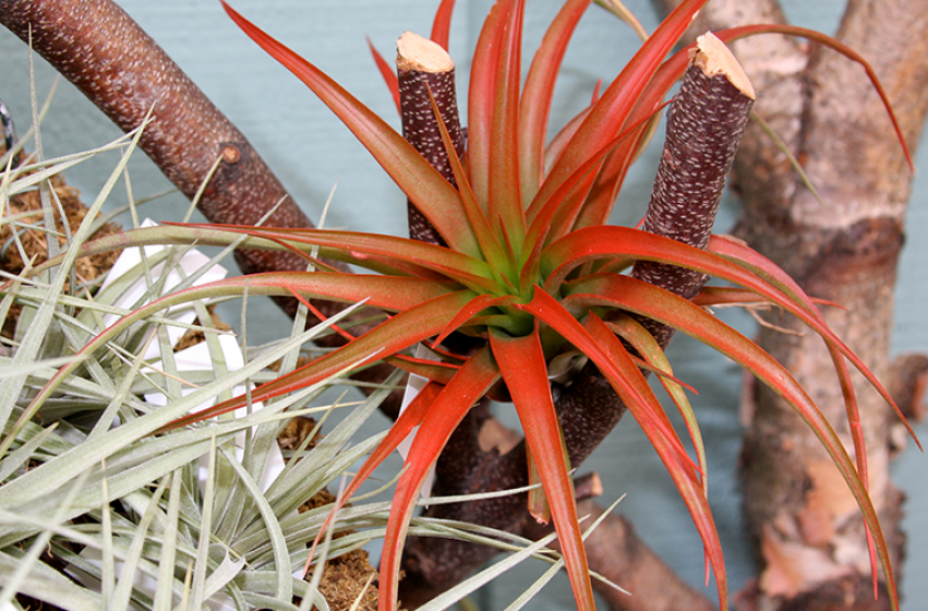 Houseplants, McDonald Garden Center