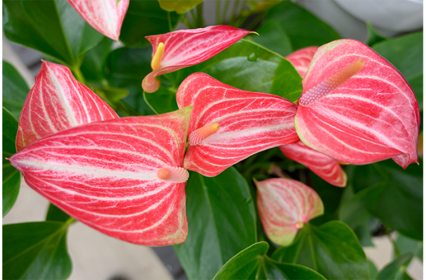 Houseplants, McDonald Garden Center