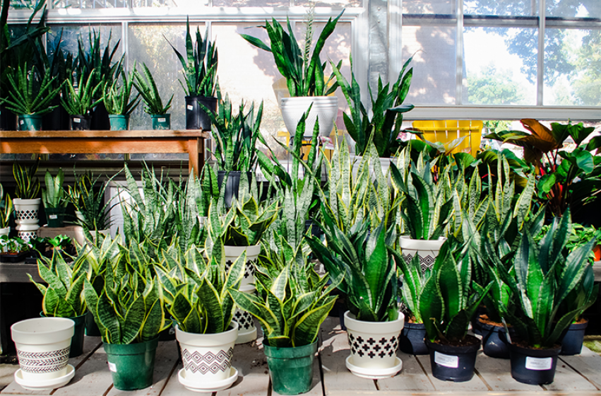 Houseplants, McDonald Garden Center