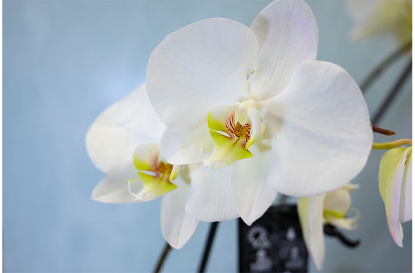 Houseplants, McDonald Garden Center