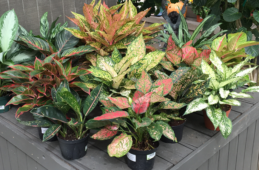 Houseplants, McDonald Garden Center