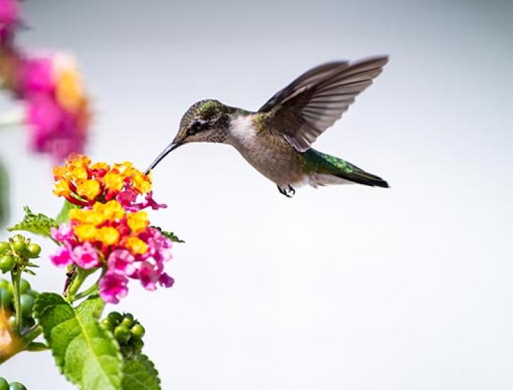 Hummingbird drinking from a Lantana flower, McDonald Garden Center 