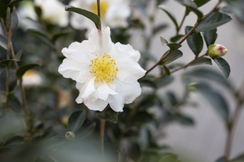 Camellia