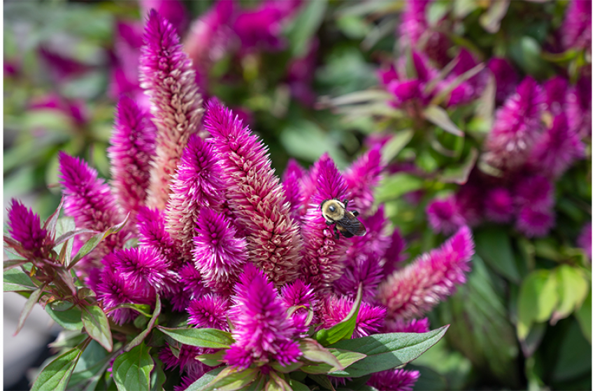 Fall Refresh With Celosia Mcdonald Garden Center Fall Refresh With Celosia Mcdonald Garden Center