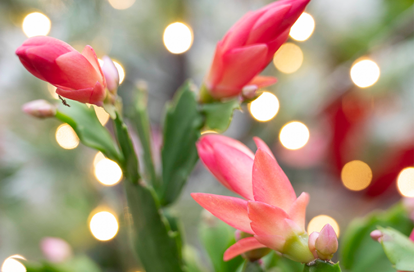 Holiday Houseplants, McDonald Garden Center 