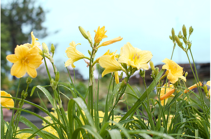 Perennials, McDonald Garden Center 