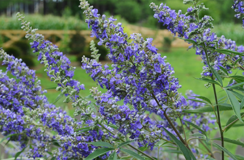 Trees & Shrubs, McDonald Garden Center 