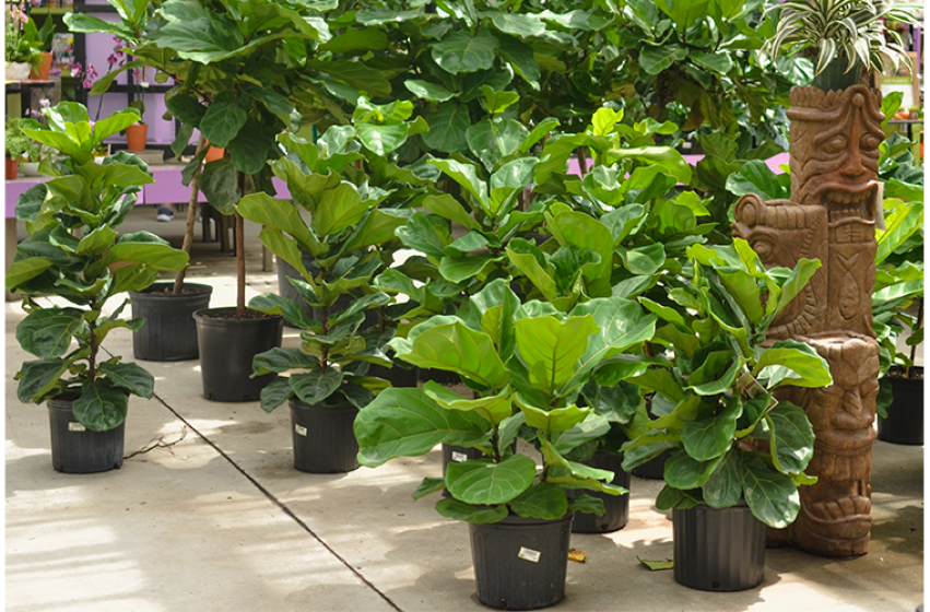 Houseplants, McDonald Garden Center