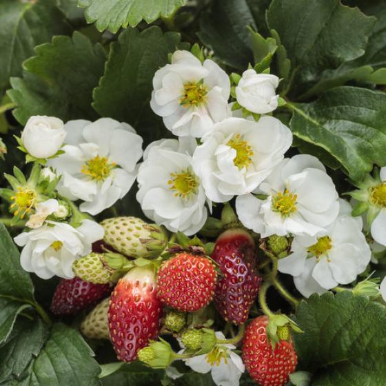 Strawberry Berried Treasure