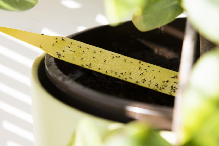 Fungus Gnats, McDonald Garden Center