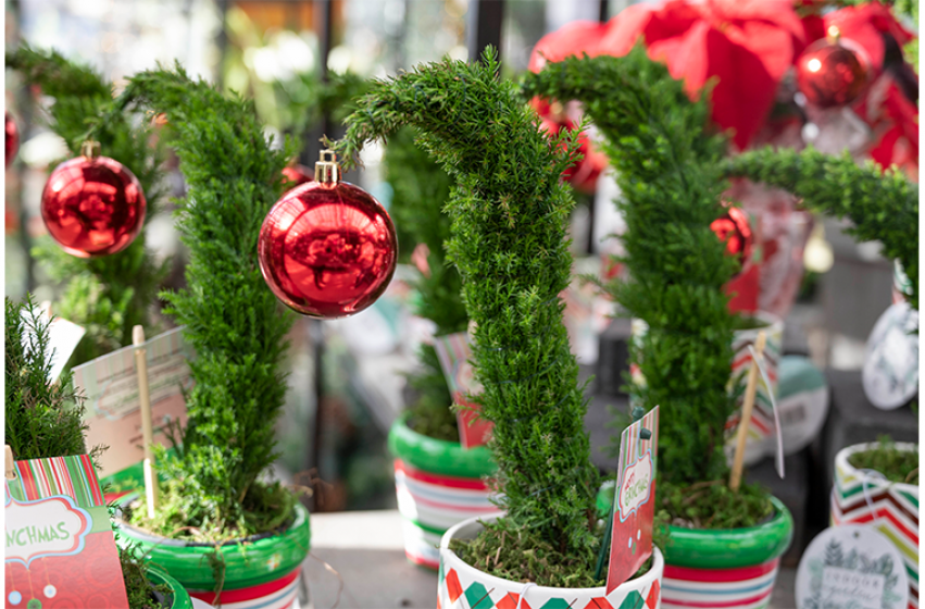 Holiday Houseplants, McDonald Garden Center 