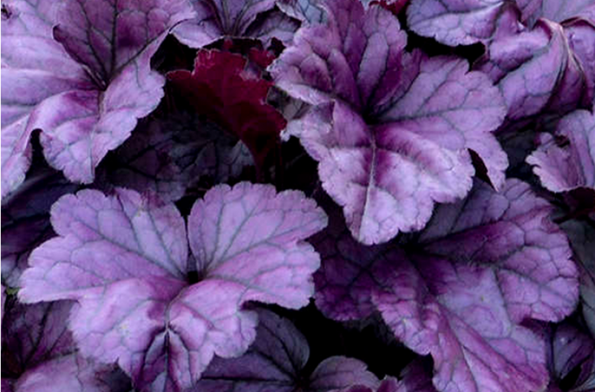 Perennials, McDonald Garden Center 