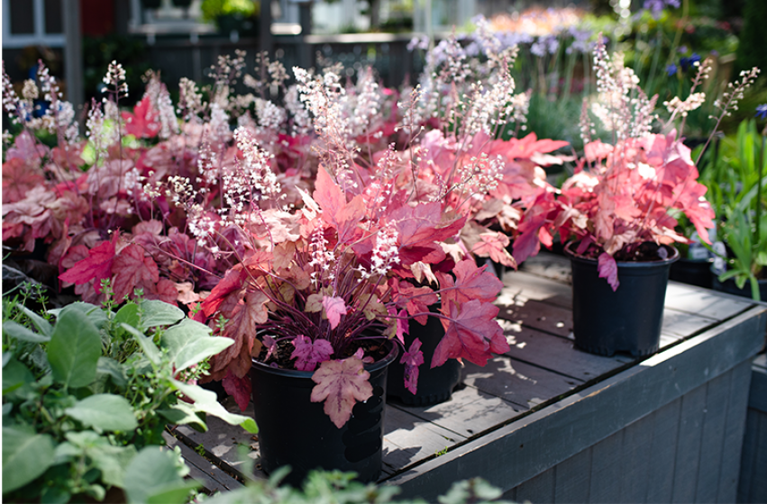 Perennials, McDonald Garden Center