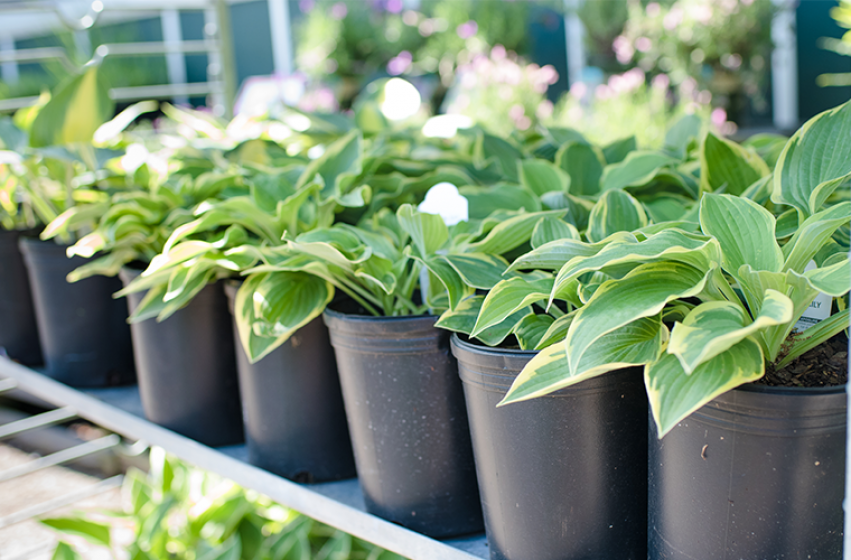 Perennials, McDonald Garden Center