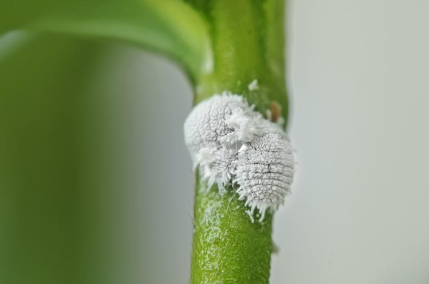 Mealy Bugs, McDonald Garden Center