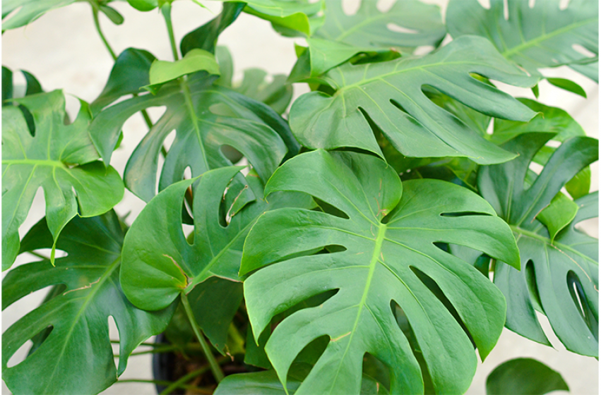 Houseplants, McDonald Garden Center