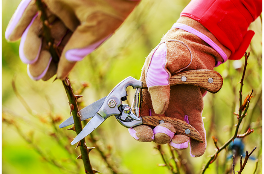 Pruning