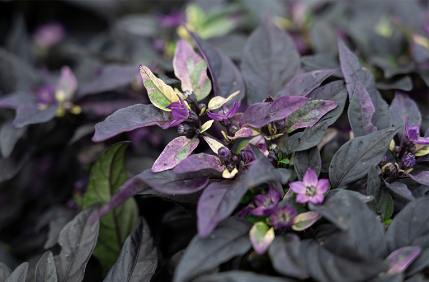 Ornamental Peppers, McDonald Garden Center