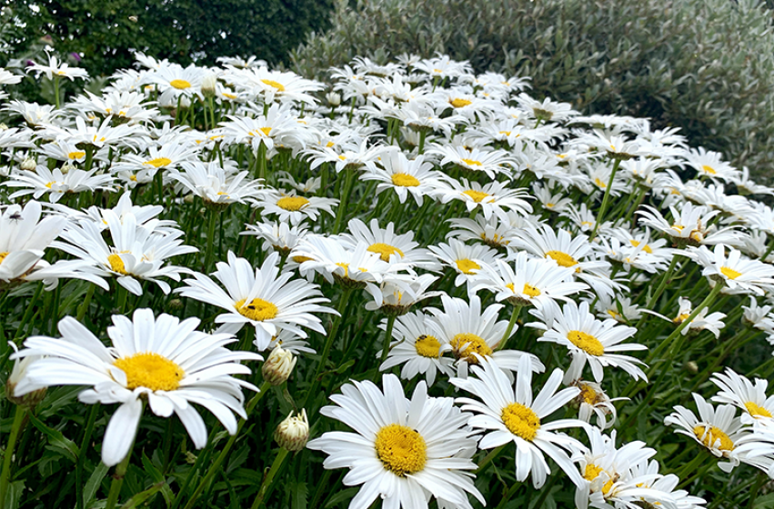 Perennials, McDonald Garden Center