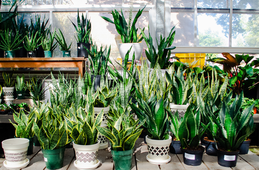 Houseplants, McDonald Garden Center