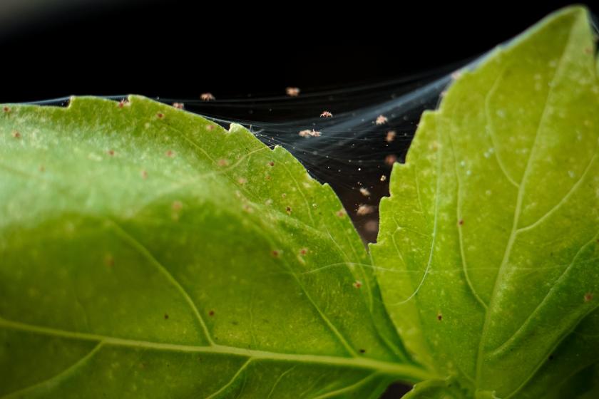 Spider Mites, McDonald Garden Center