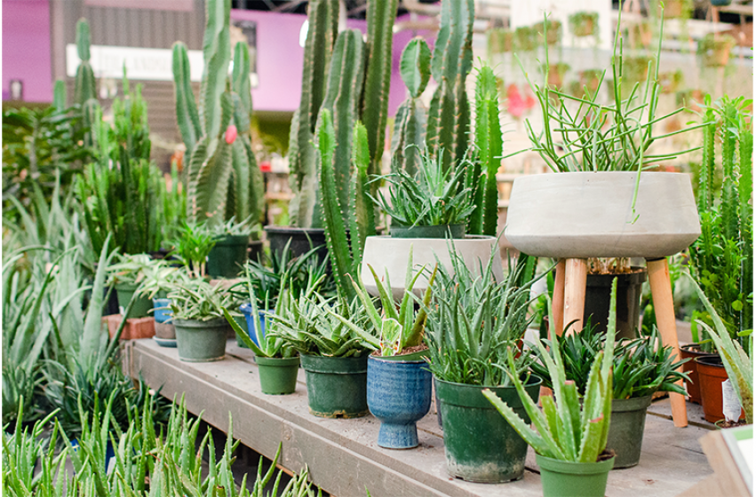 Succulents, McDonald Garden Center