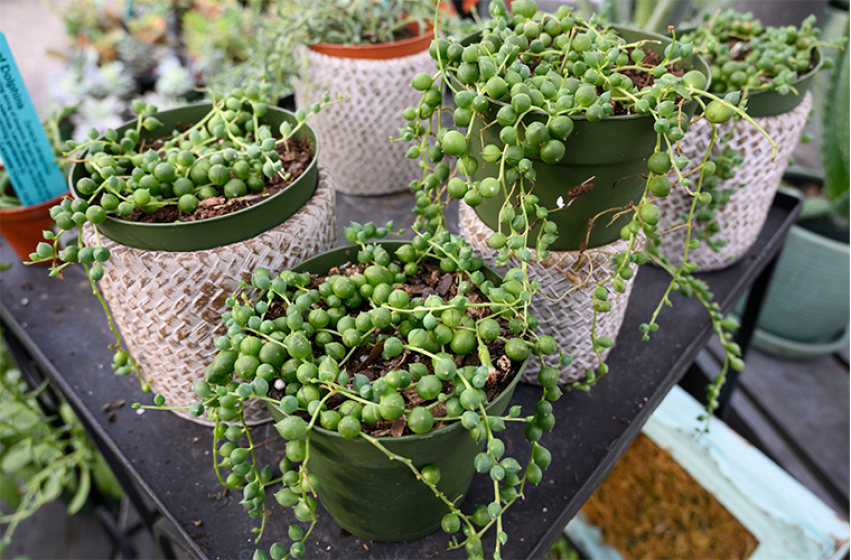 Succulents, McDonald Garden Center