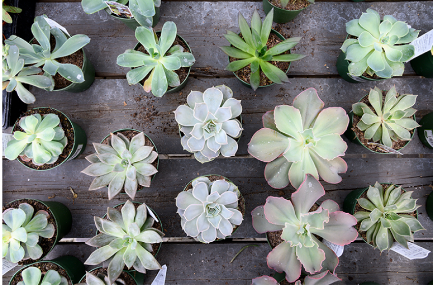 Succulents, McDonald Garden Center