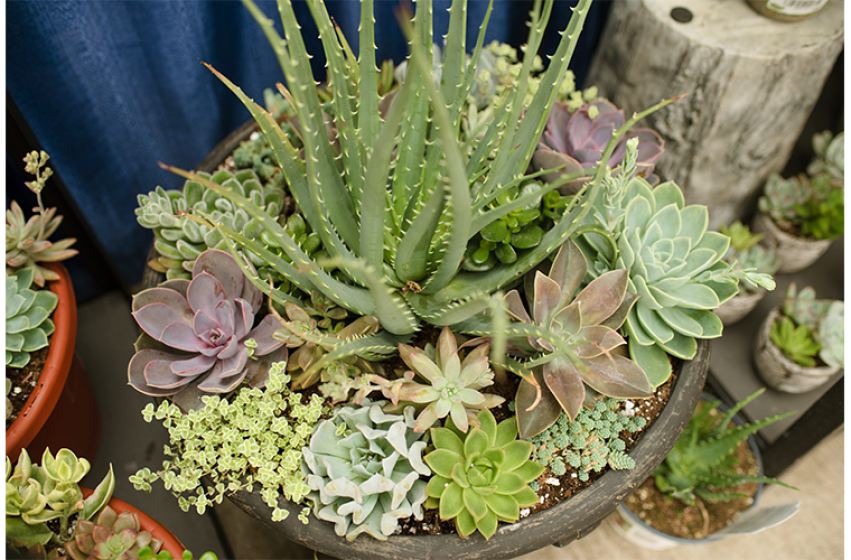 Houseplants, McDonald Garden Center