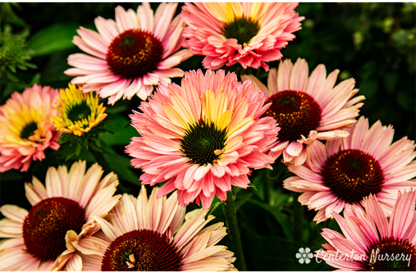 Coneflowers, McDonald Garden Center 