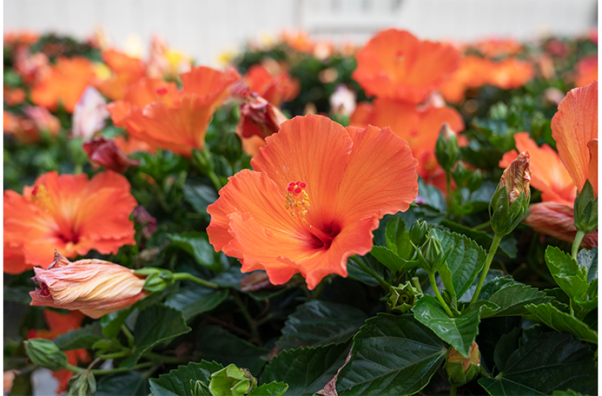 Tropical Plants, McDonald Garden Center 