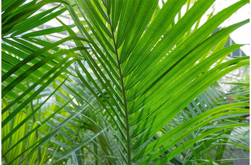 Tropical Plants, McDonald Garden Center 