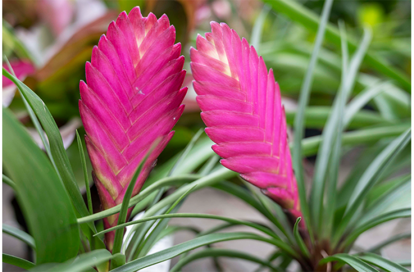 Tropical Plants, McDonald Garden Center 